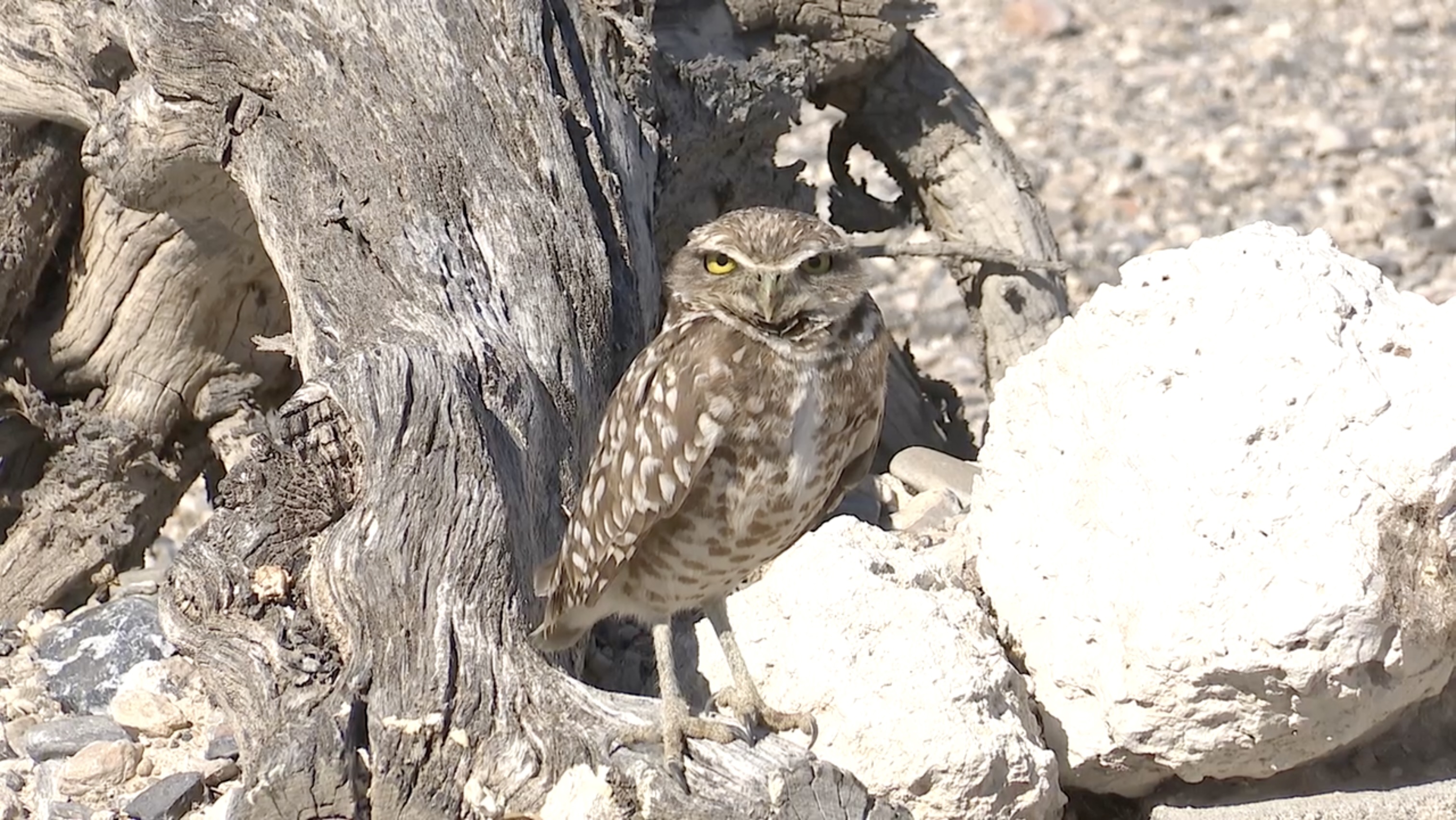 Conservation program looks to buy land home to Northwest Las Vegas owl preserve