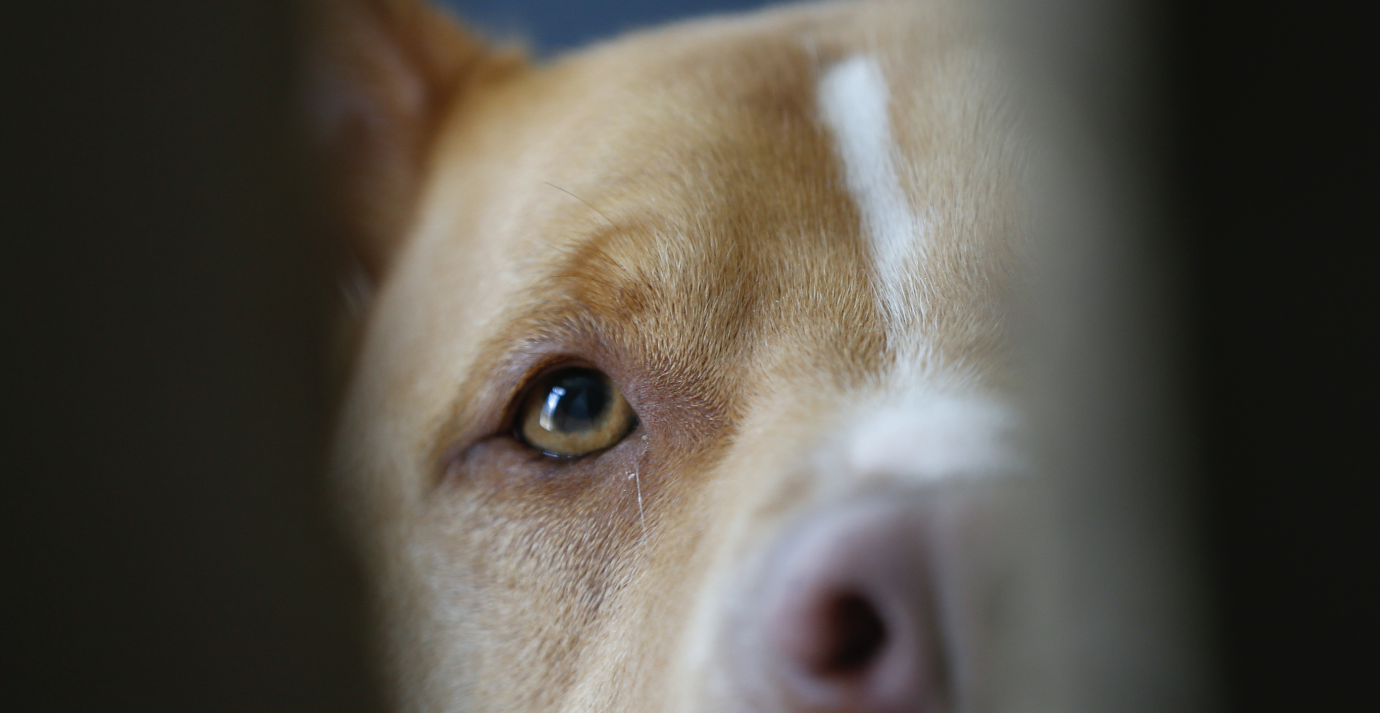 dog AP