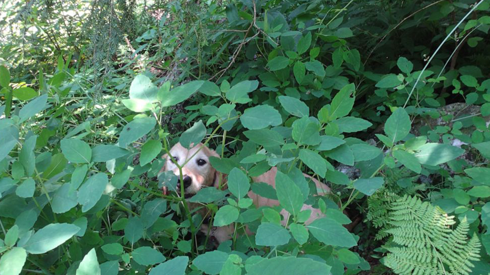 rescued-dog.png