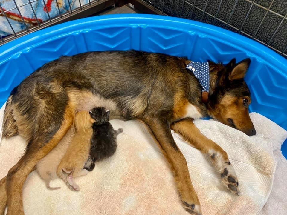 Rescue dog who lost puppies adopts trio of orphaned kittens