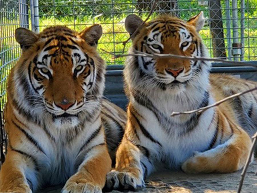 tiger_king_park_rescue_lions_tigers_bears.jpg