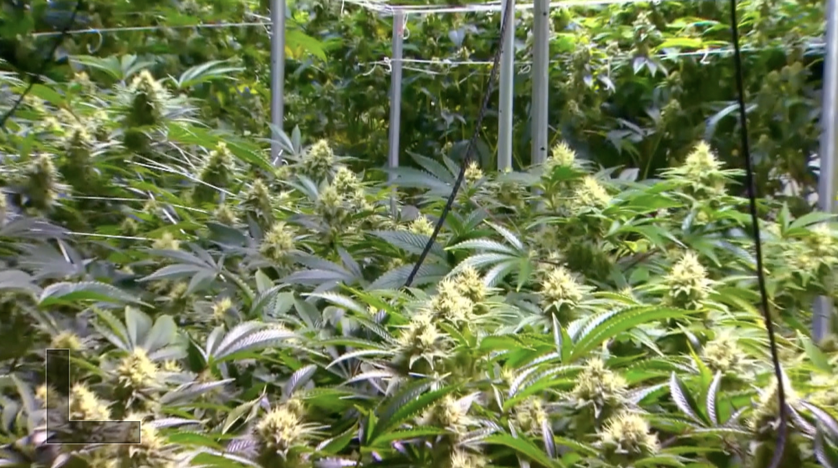pot sales