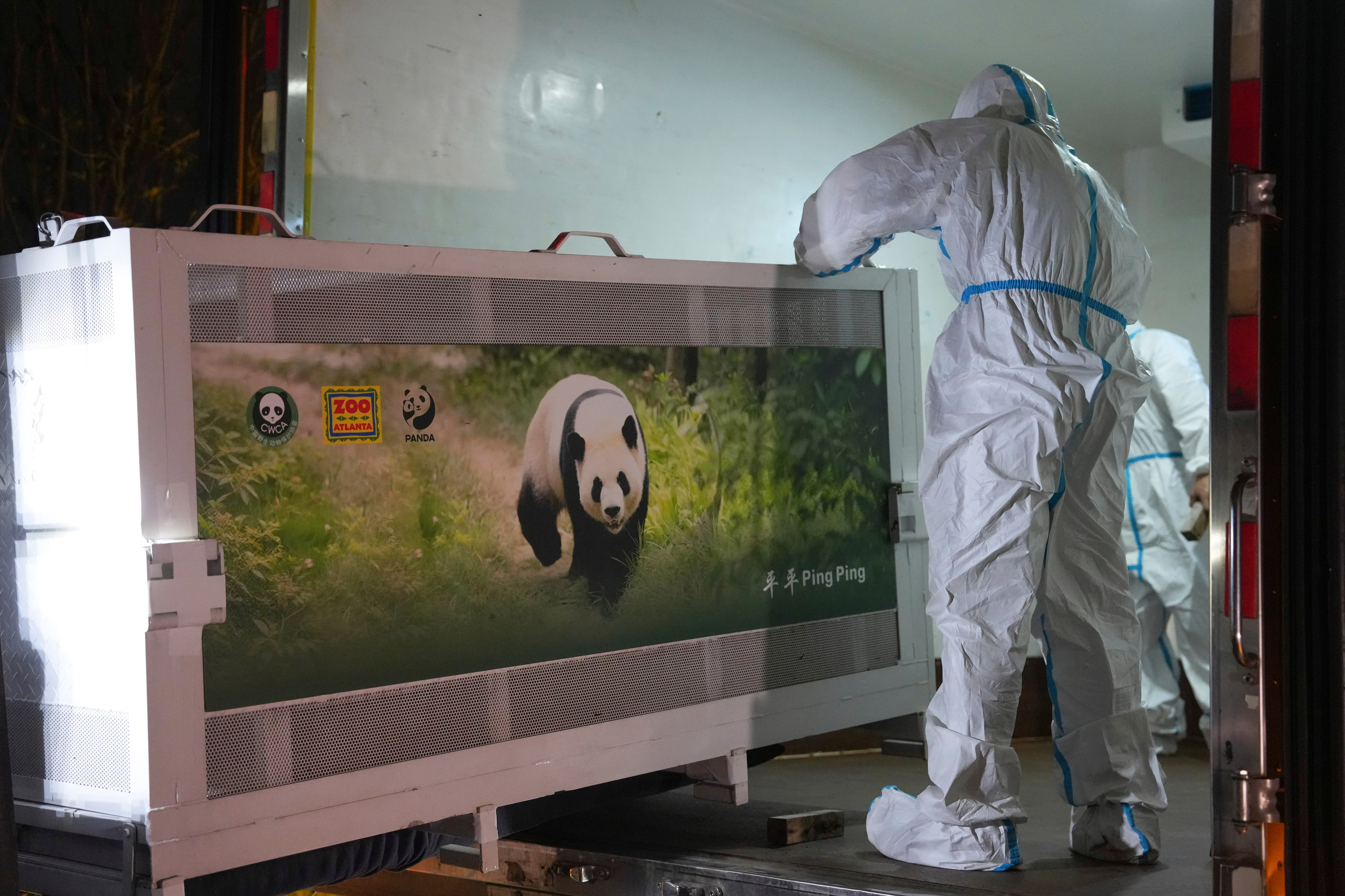 In this photo released by Xinhua News Agency, staff members transfer a cage holding giant panda Ping Ping at the Chengdu Research Base of Giant Panda Breeding in Chengdu, southwestern China's Sichuan Province, Saturday, Sept. 26, 2026.
