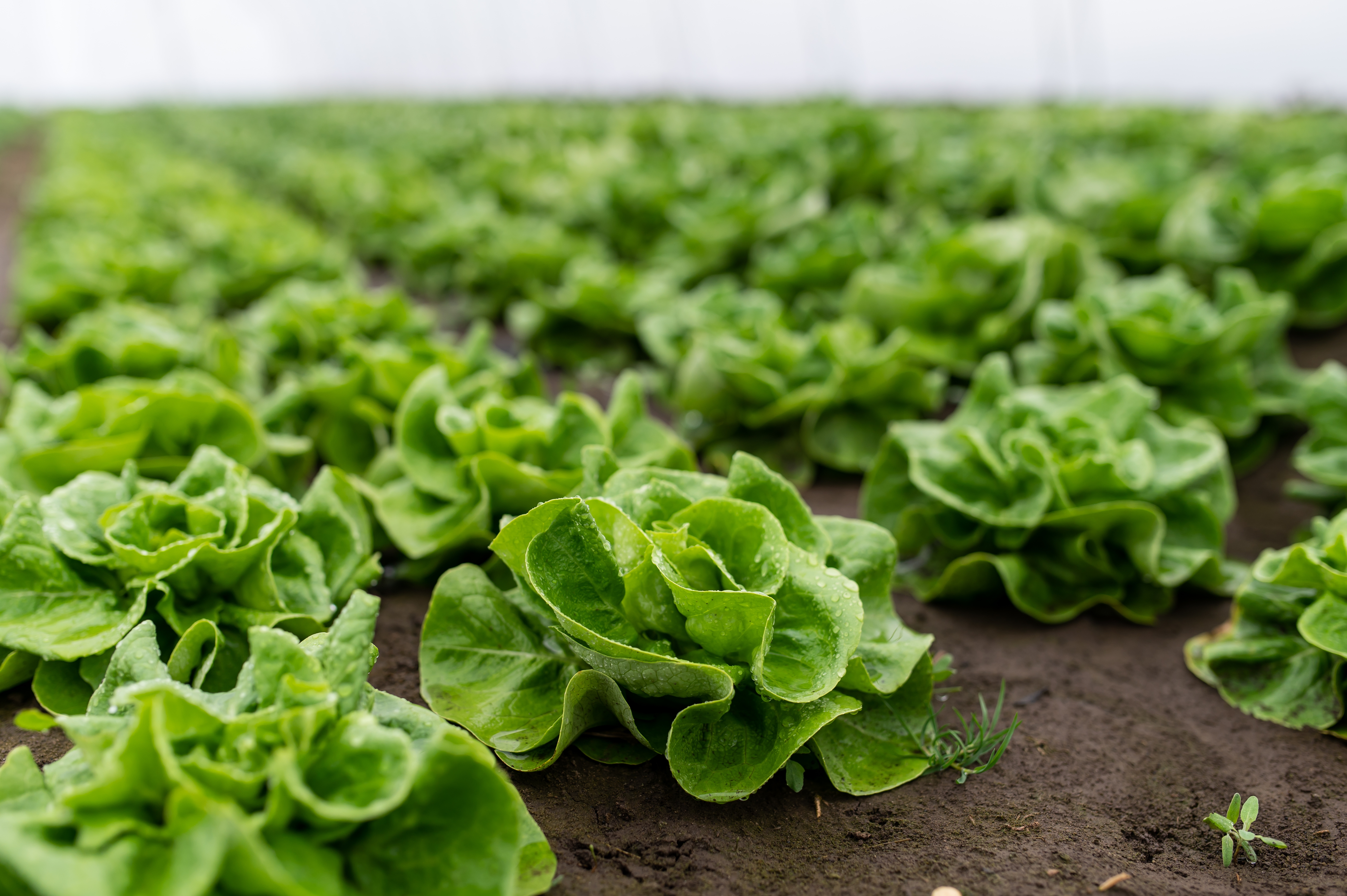 Fresh lettuce