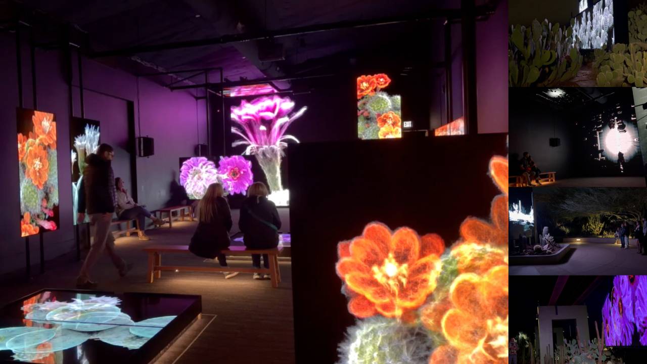 Desert Botanical Garden’s newest exhibit, Framerate: Desert Pulse