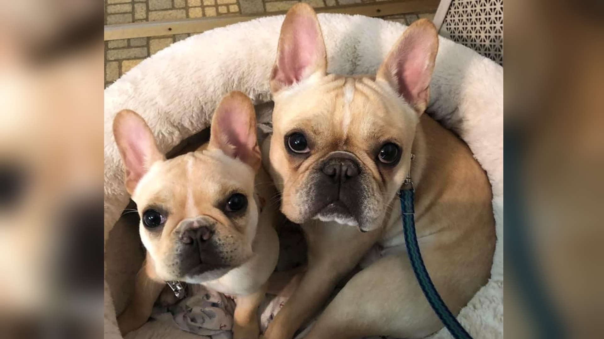 One dog dead, another injured