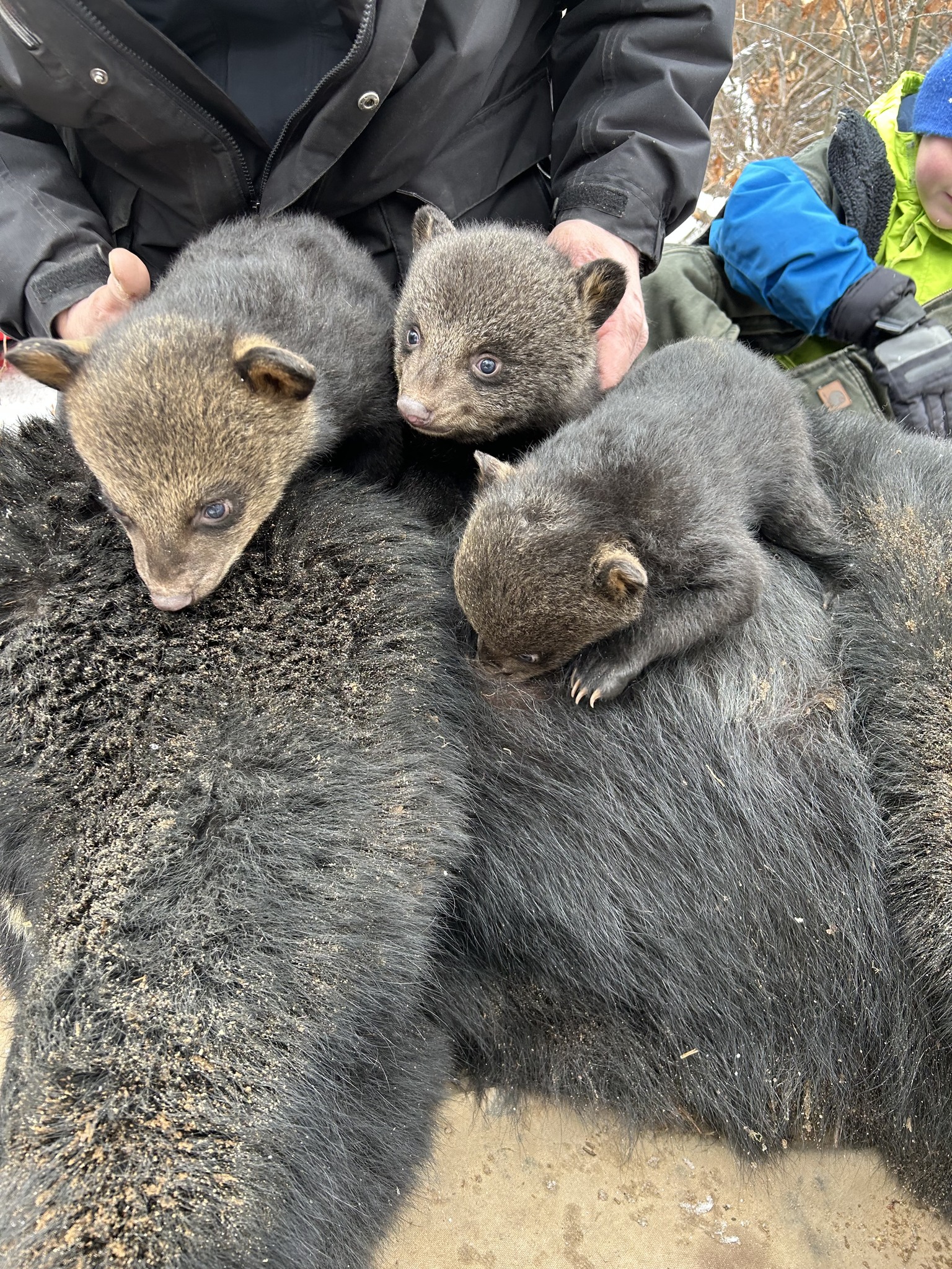 Black Bear Den Check 2.jpg