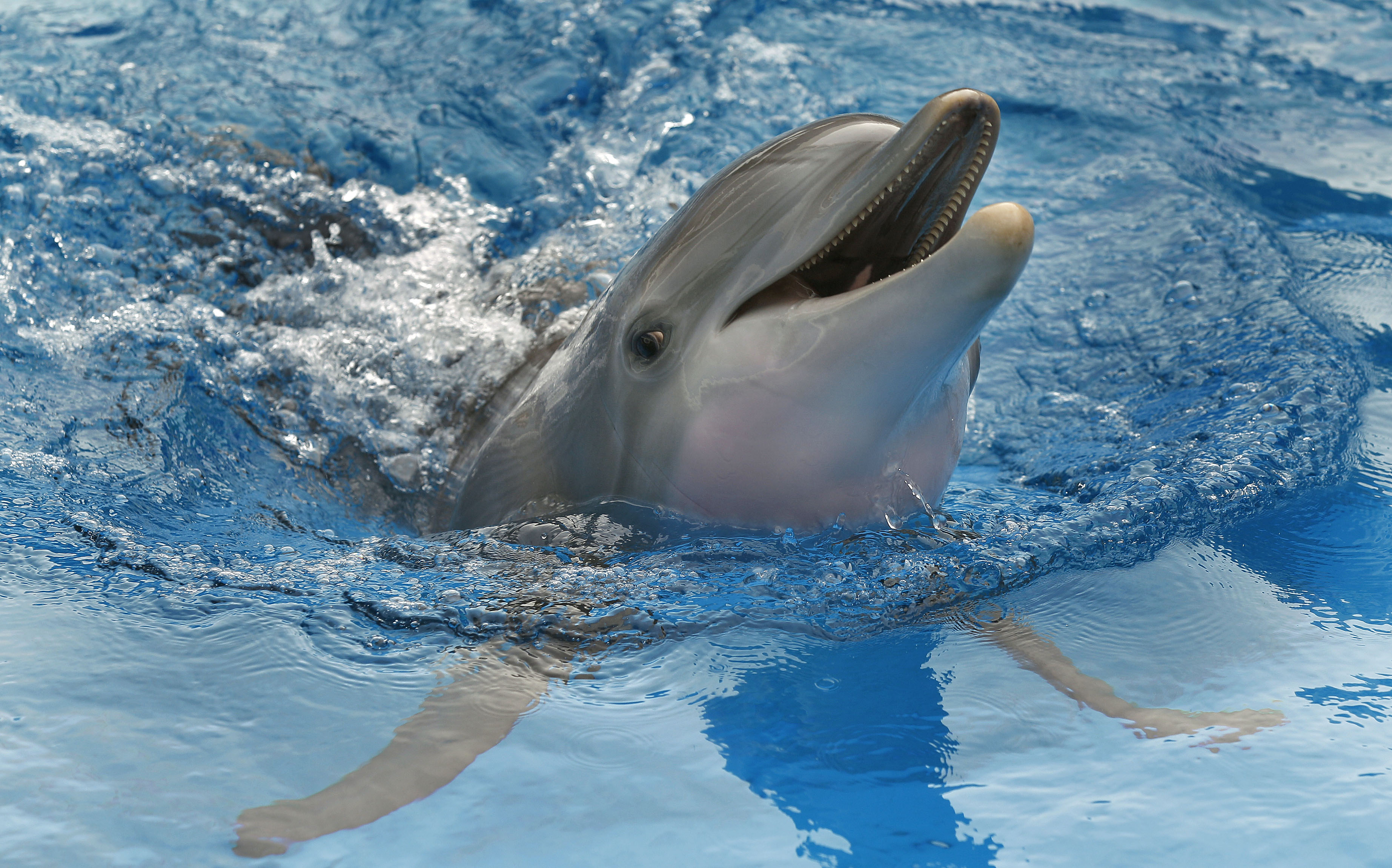 Winter the dolphin