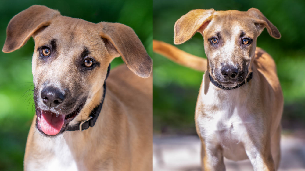 Mulder Scully pet of the week
