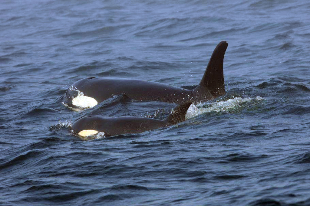 Endangered Orcas Inbreeding