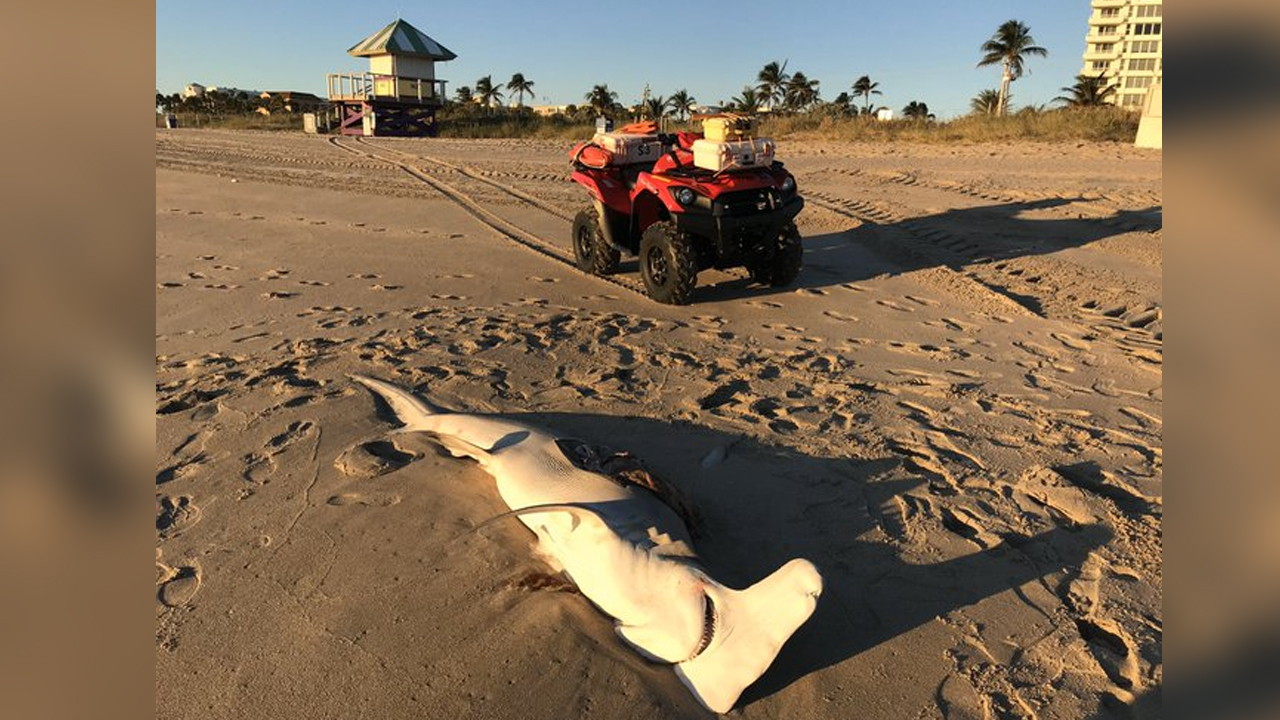 wptv-dead-hammerhead.jpg