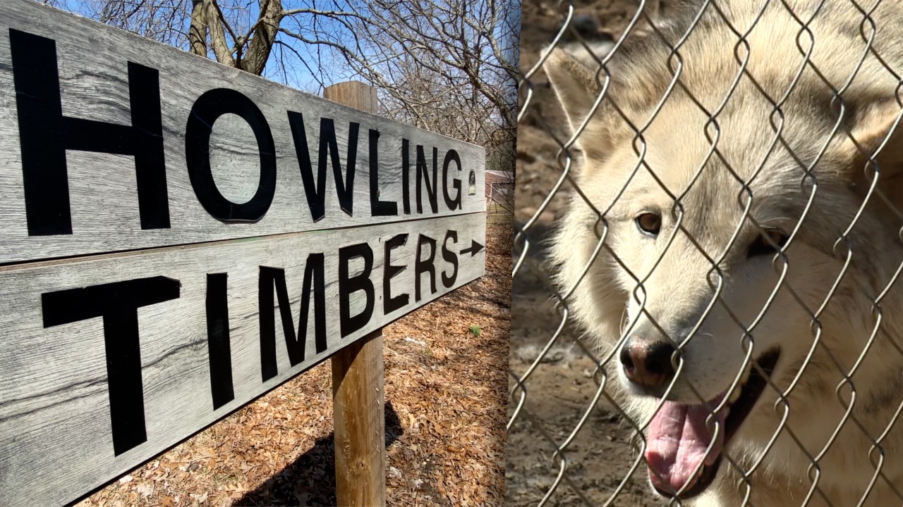 Howling Timbers Web photo