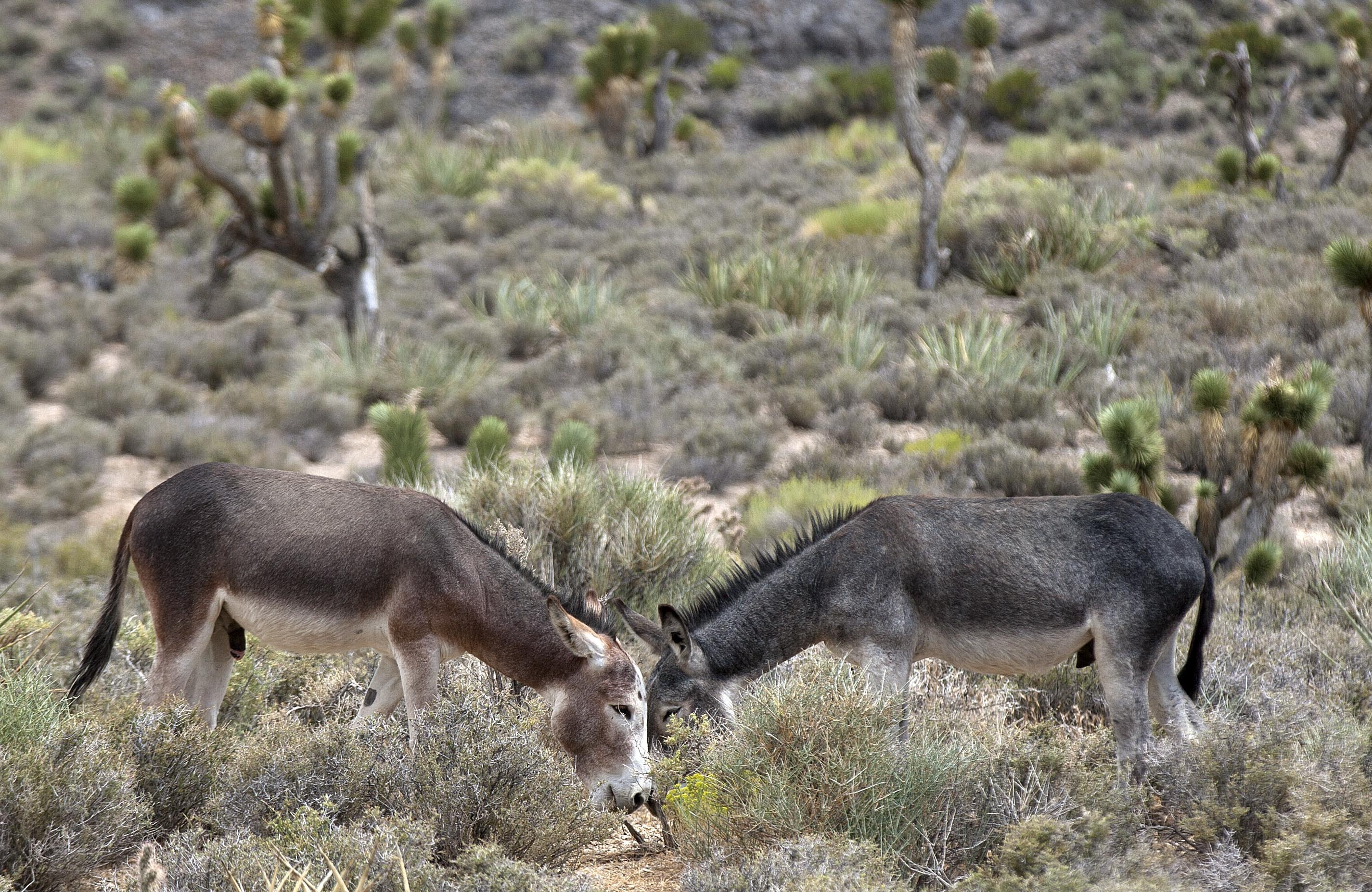 Nevada donkeys