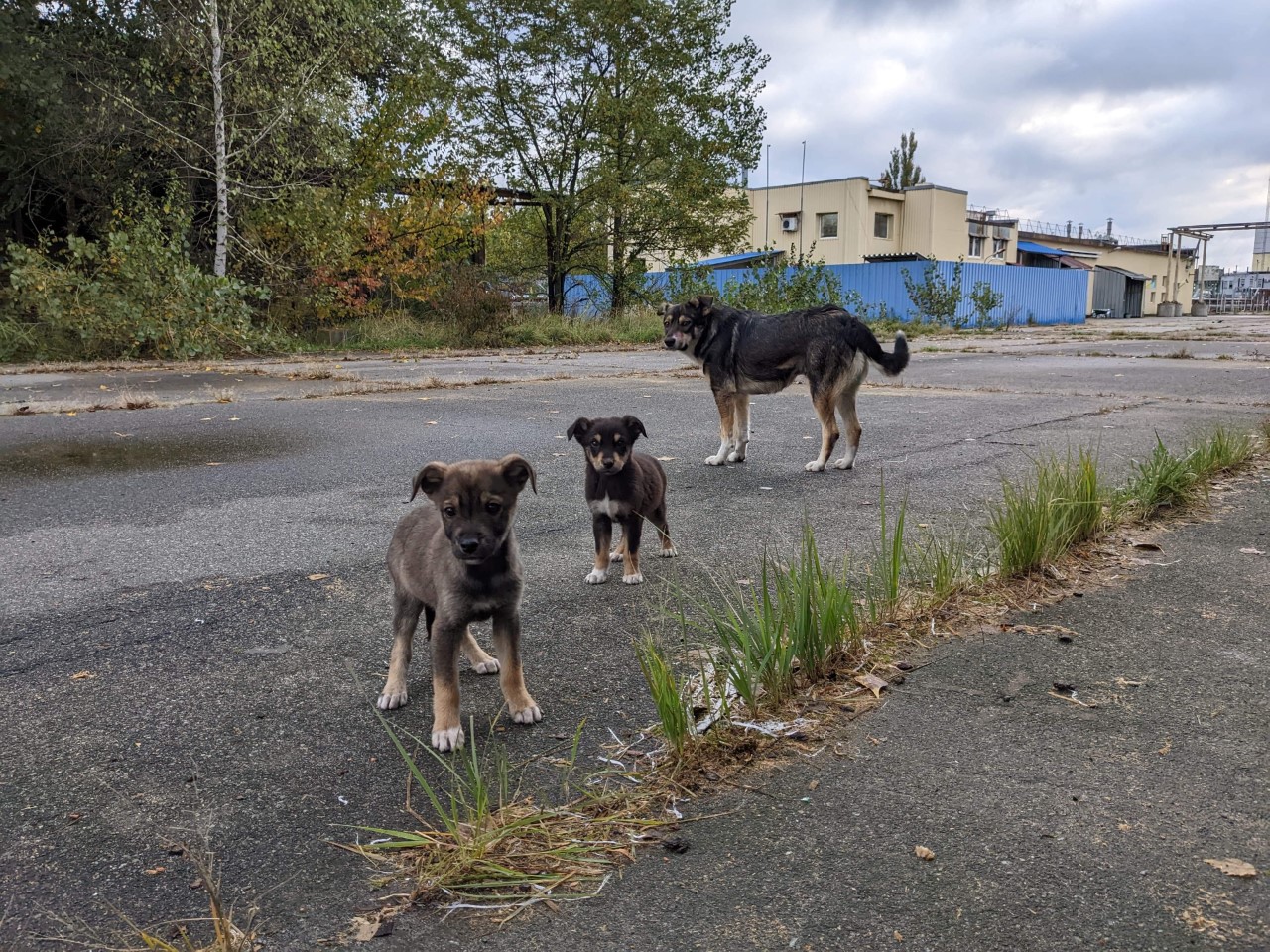 Chernobyl Dogs