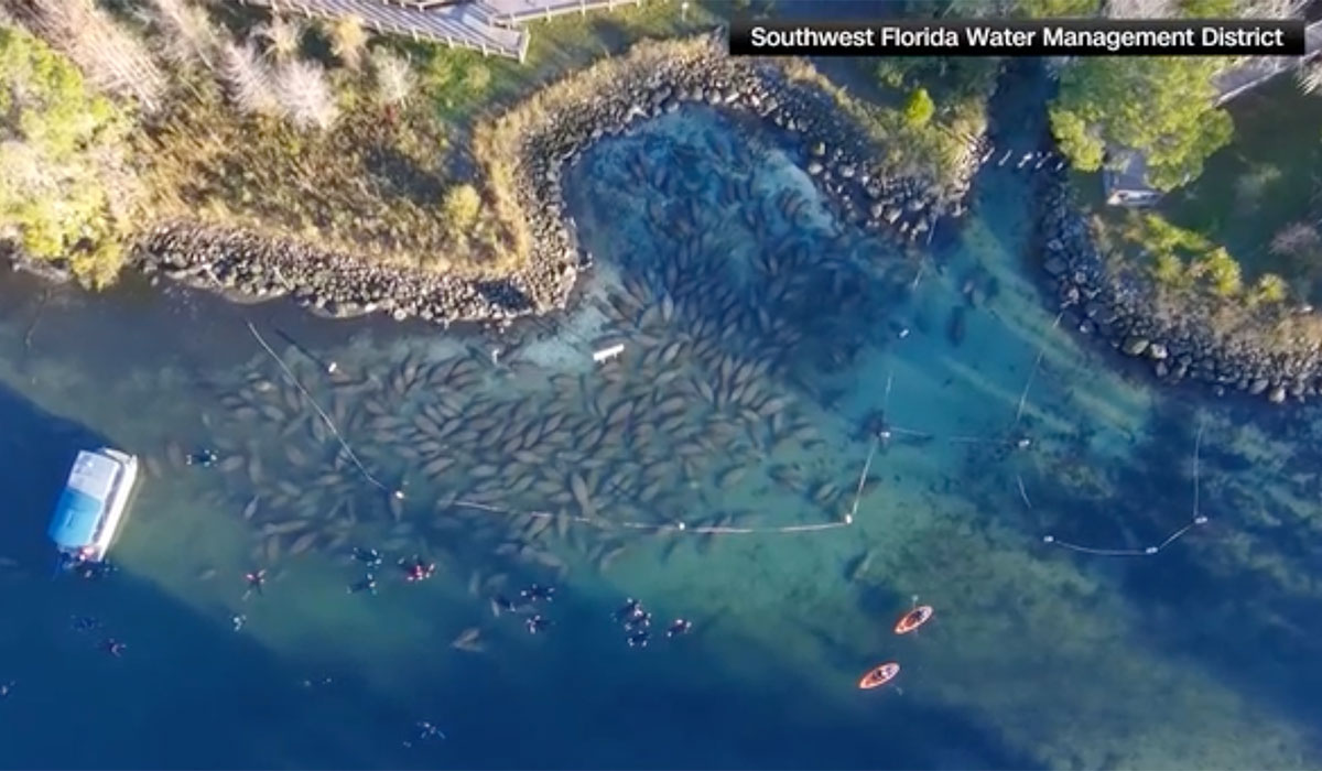 Manatees in Three Sisters Springs 