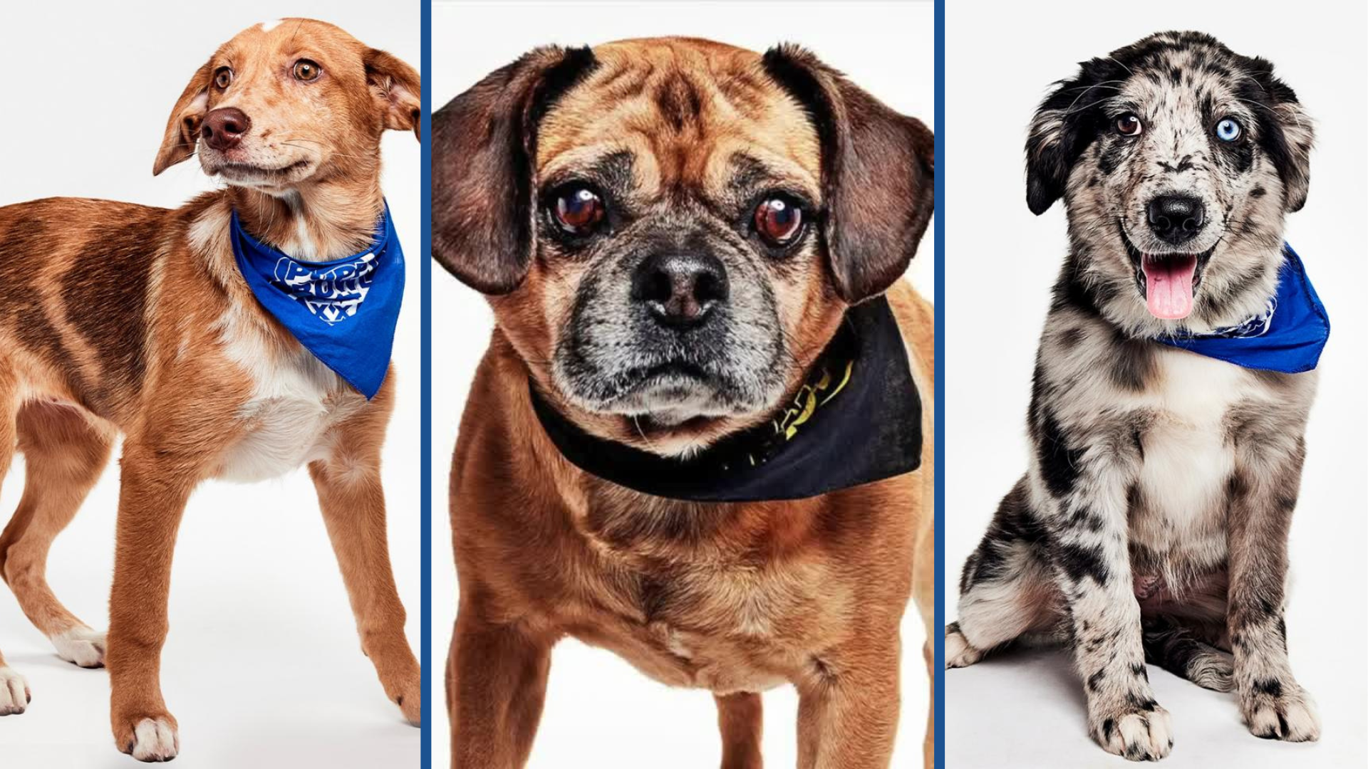 Puppy Bowl Southside SPCA