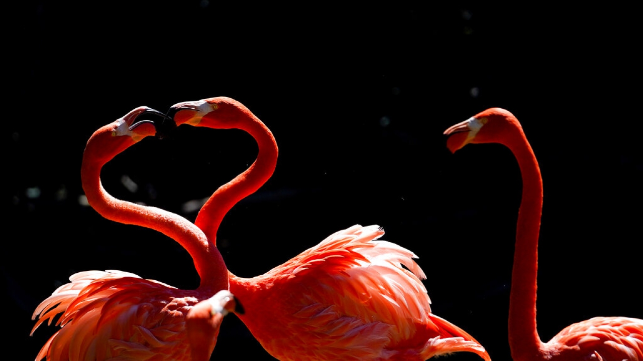 Flamingos