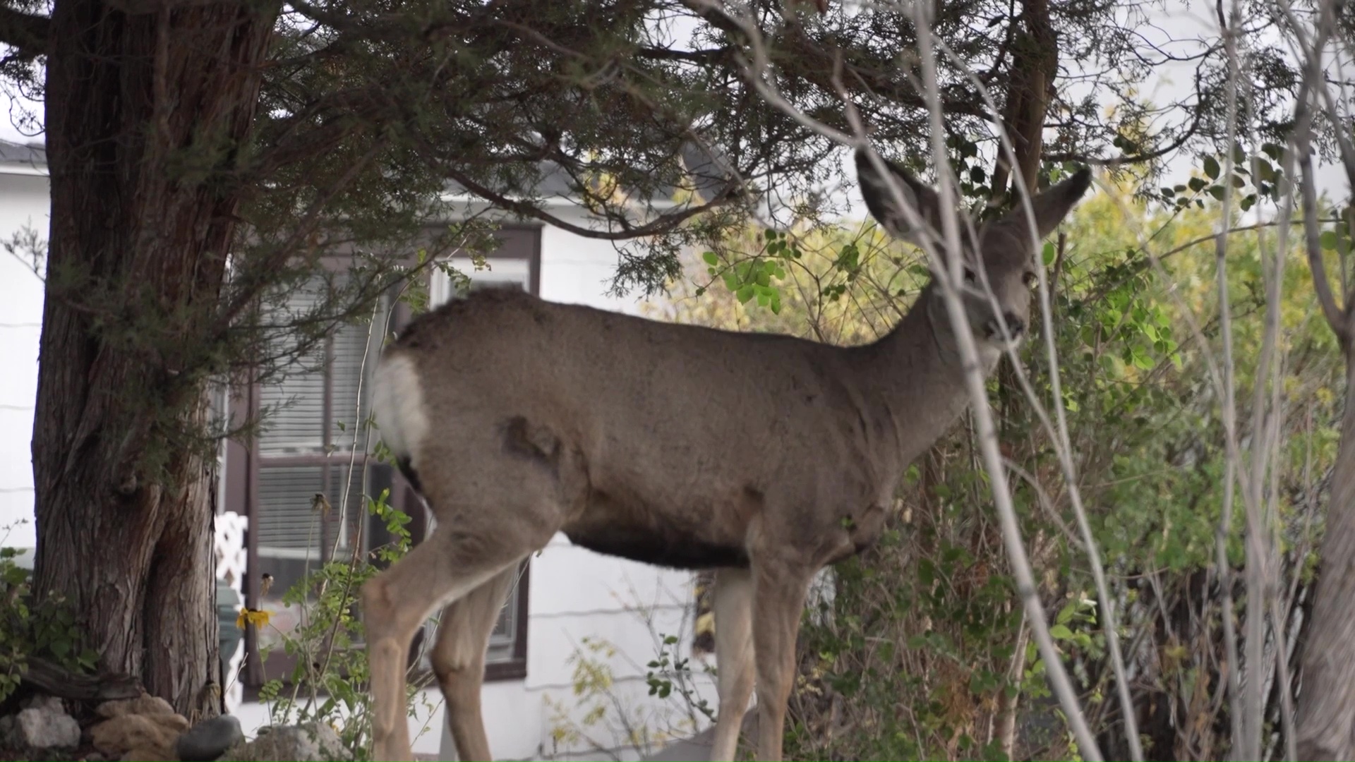 Urban Deer in Helena