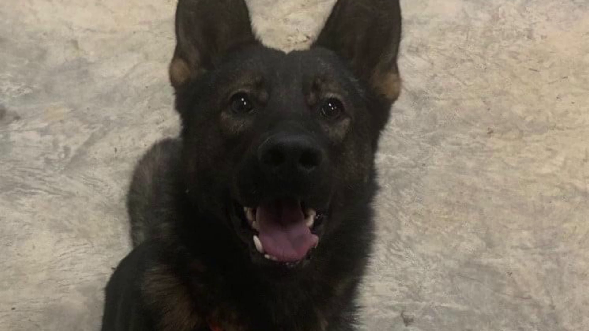 Kilo is a German Shepherd