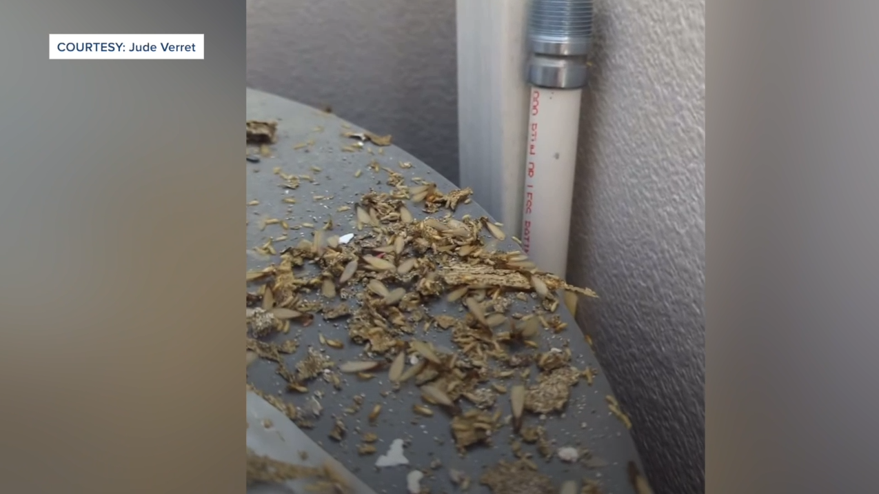 Termites - Jude Verret.PNG