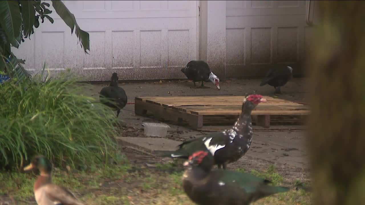 Hampton Terrace ducks