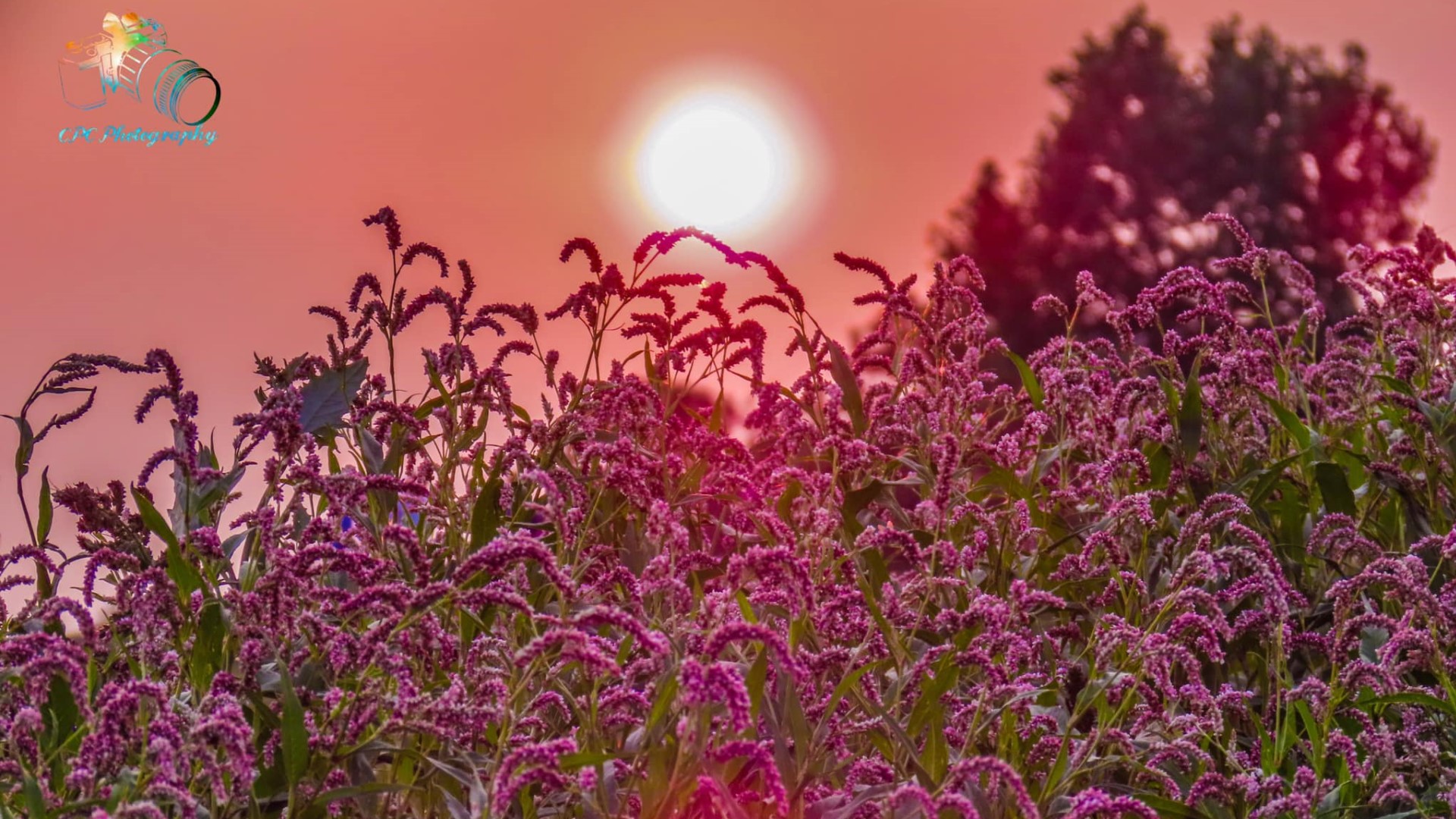Smoky Falcon sunset