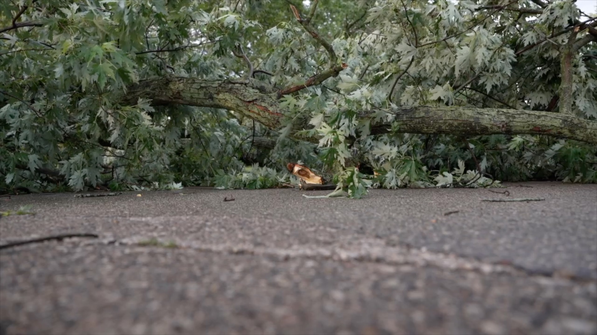 TREE BRANCH.jpg