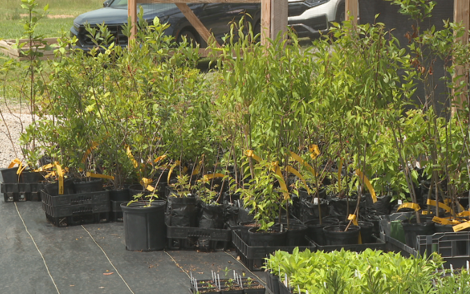 Master Gardeners of Wilson County hosting native plant sale at Cedars of Lebanon State Park Saturday