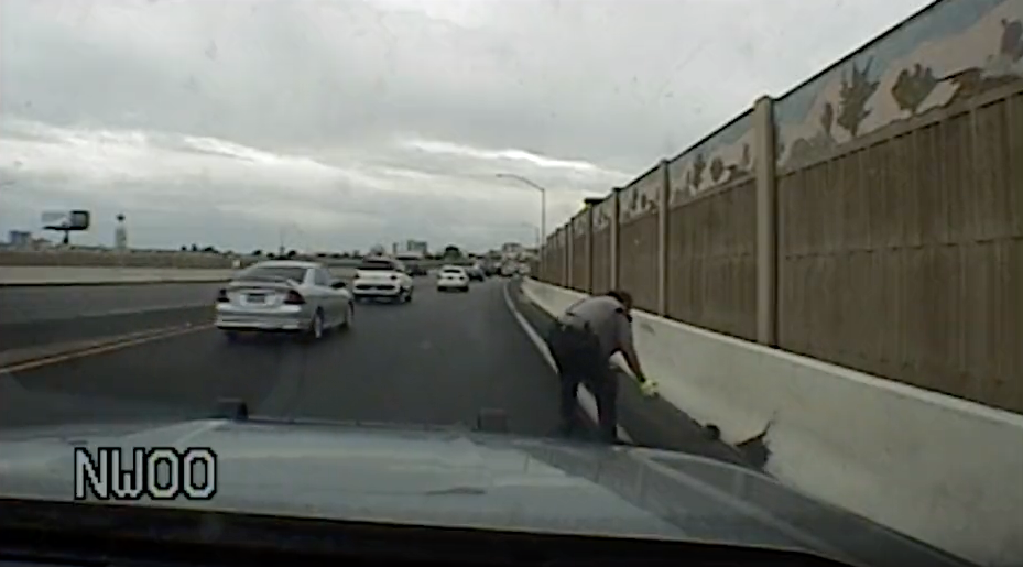 State police trooper rescues kitten roaming Las Vegas highway