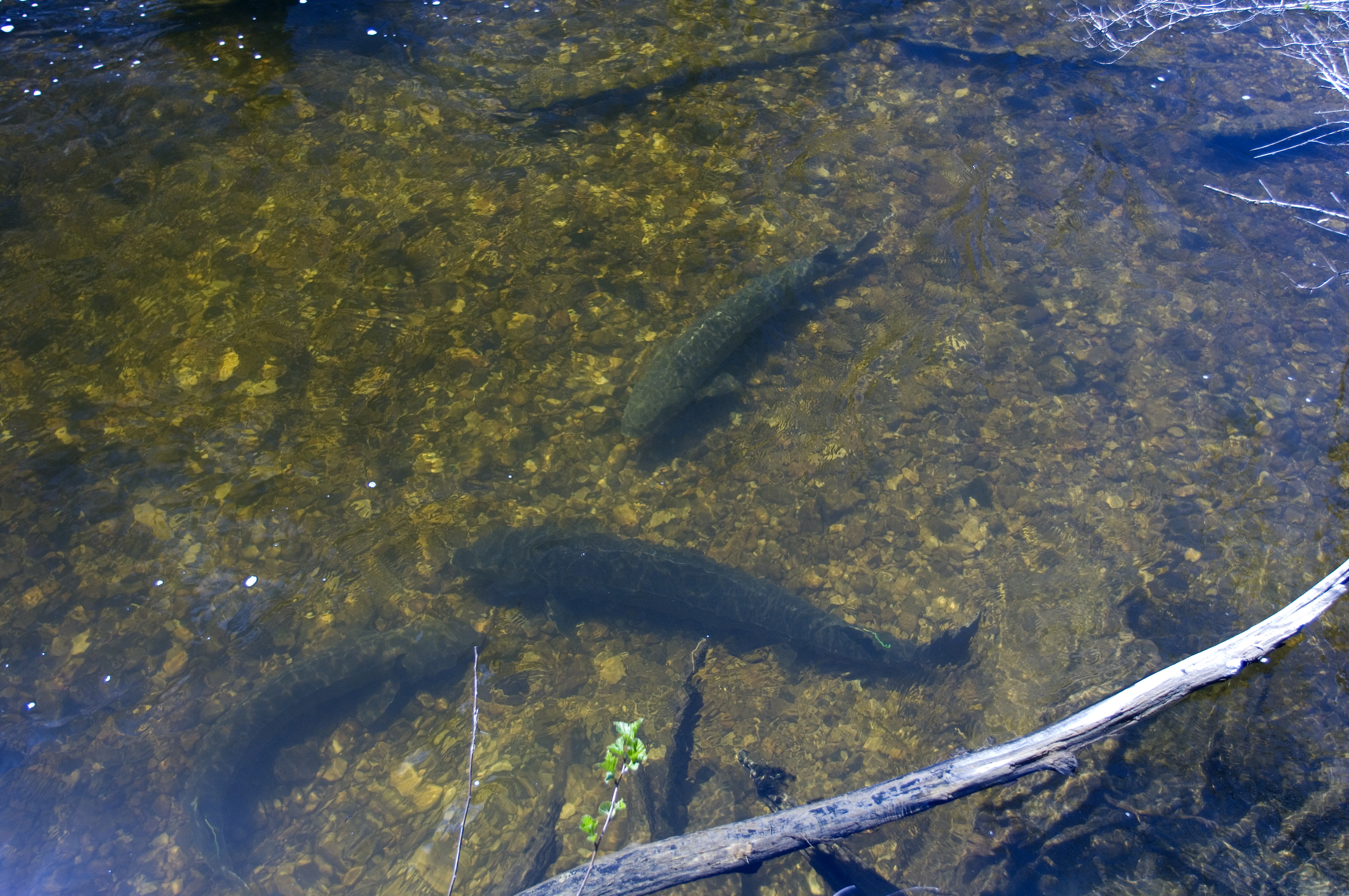 Sturgeon Research on the Black River