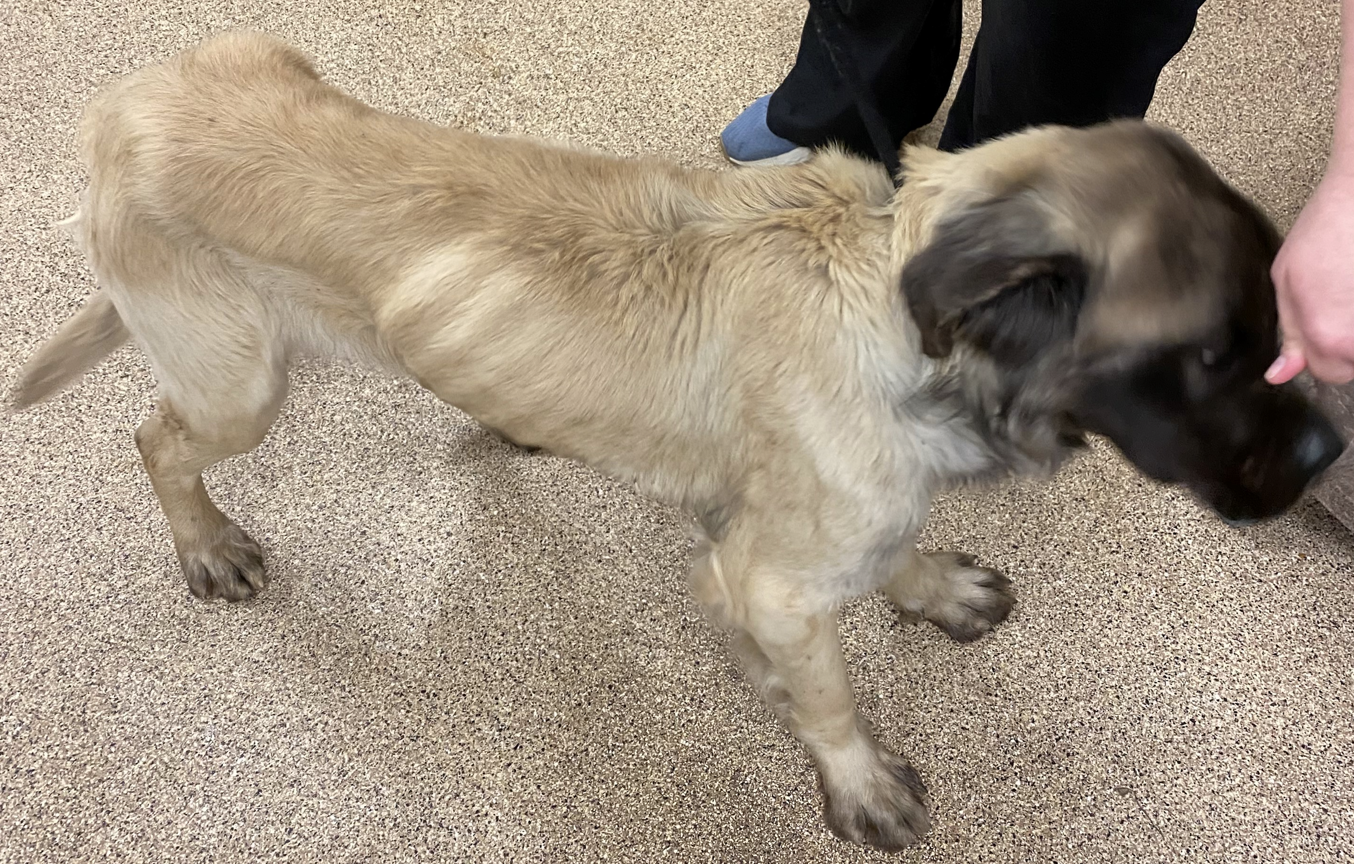 Deputies discover three dead mastiffs, five others left starving in Walkersville 