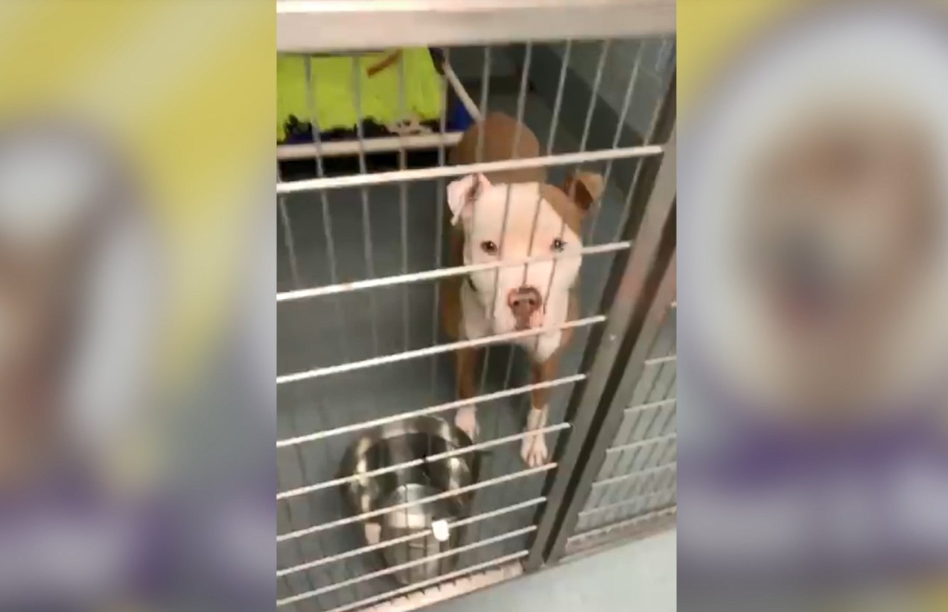 RACC Shelter dog.jpg