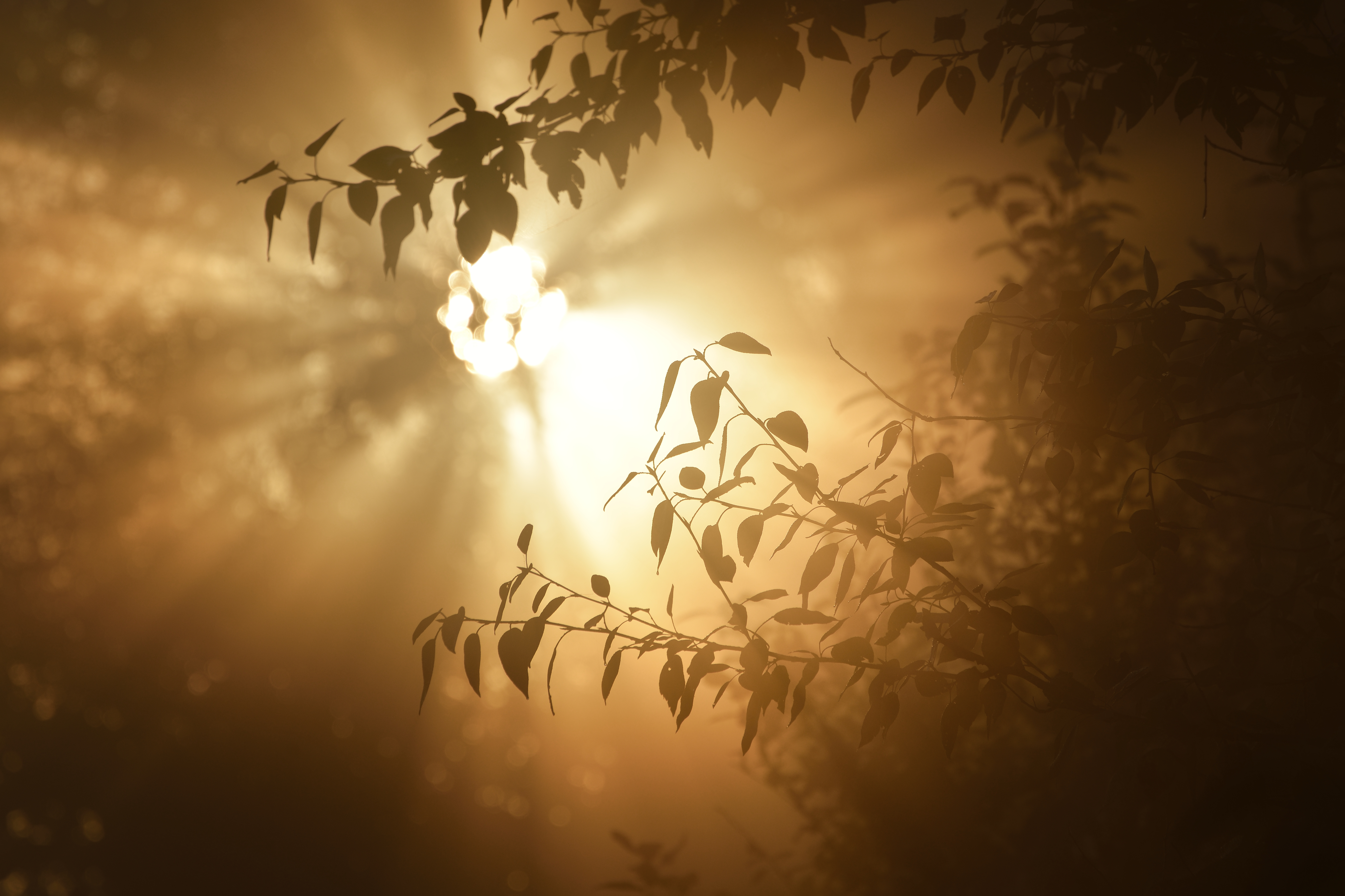 morning-sun-in-the-tree-foliage-in-strong-fog-SBI-300738284.jpg