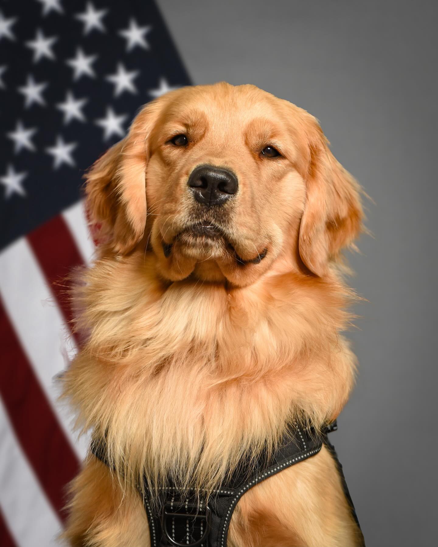 River Comfort Dog