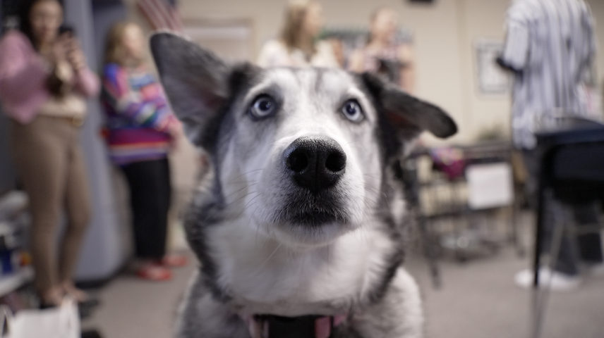Sterling the Therapy Dog