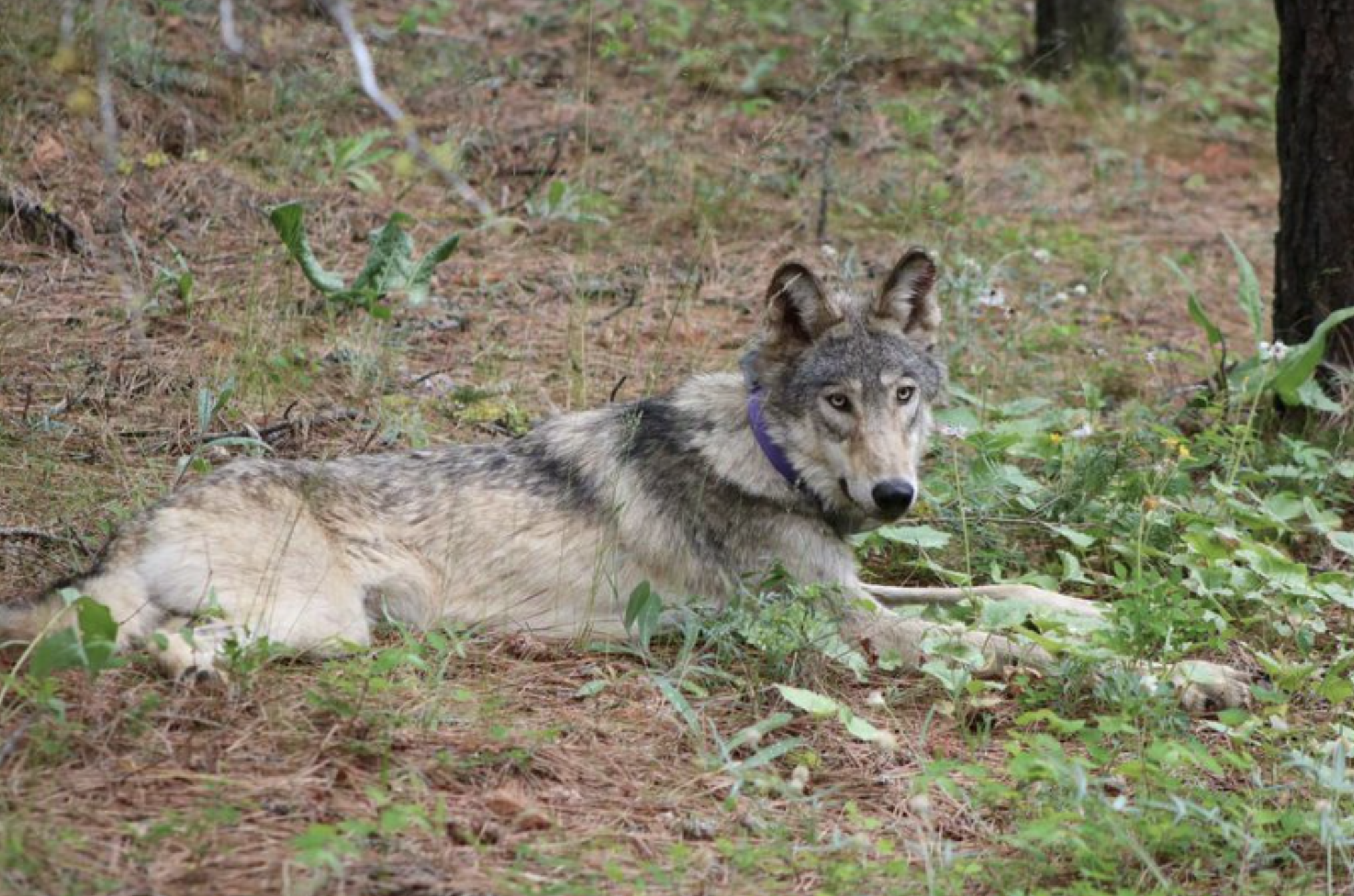 Oregon Wolf near Yosemite