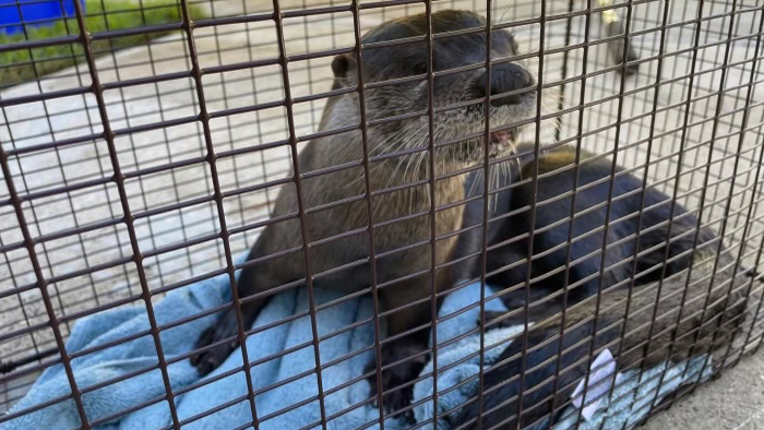 Palm Beach County Animal Care and Control said this otter attacked a dog and a man on Sept. 23, 2023.
