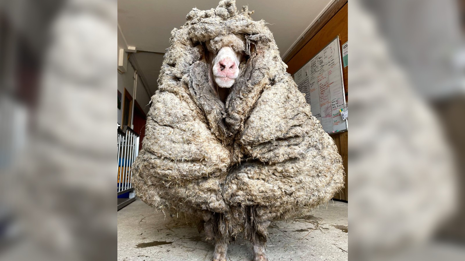 baarack the sheep