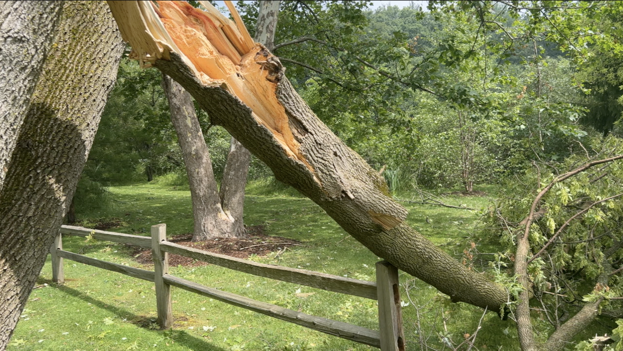 Bostwick Lake Tree damage.png