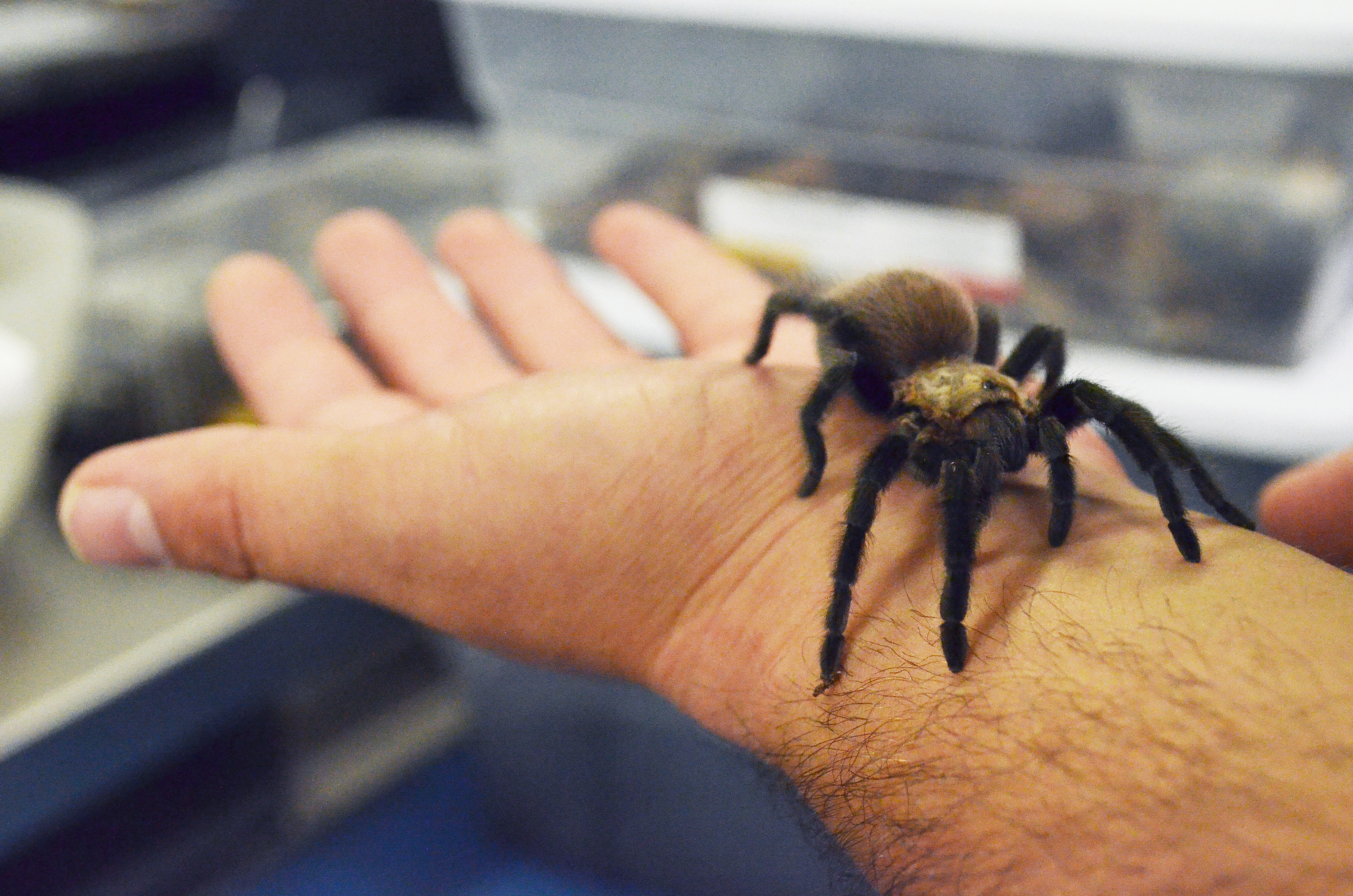 Tarantula "migration" in Colorado_Butterfly Pavilion 3