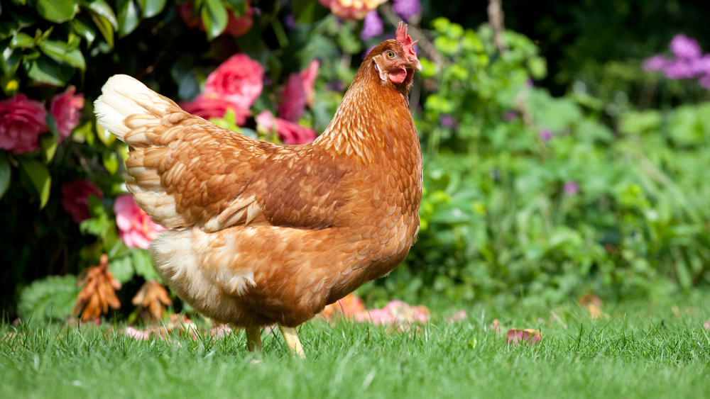 CHICKEN - ROOSTER (MTN)