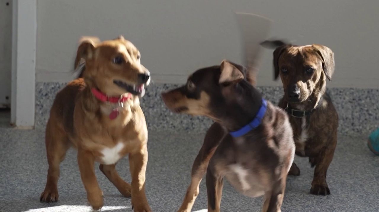 Dogs at Maclean-Cameron Animal Adoption Center