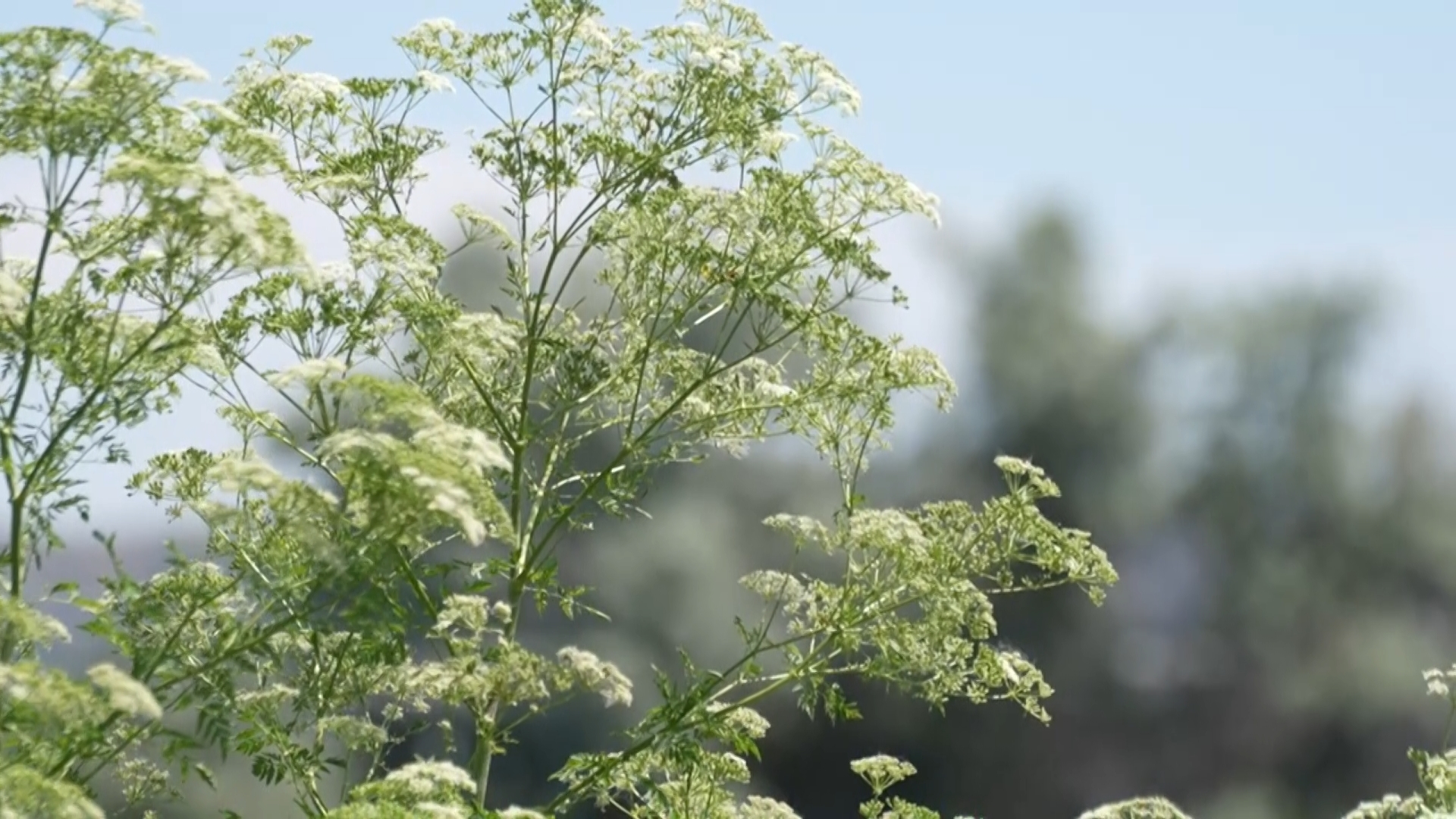 hemlock 4_2.19.1.jpg