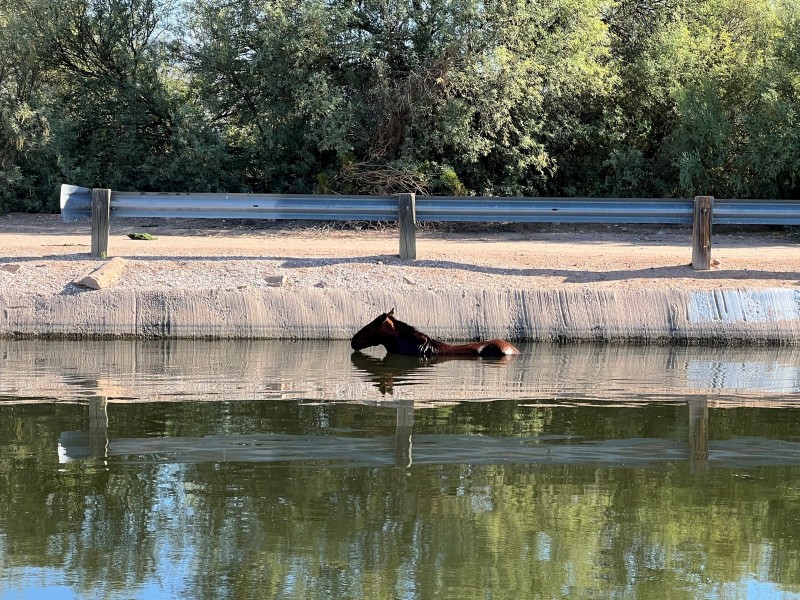 SRP workers save horse from canal