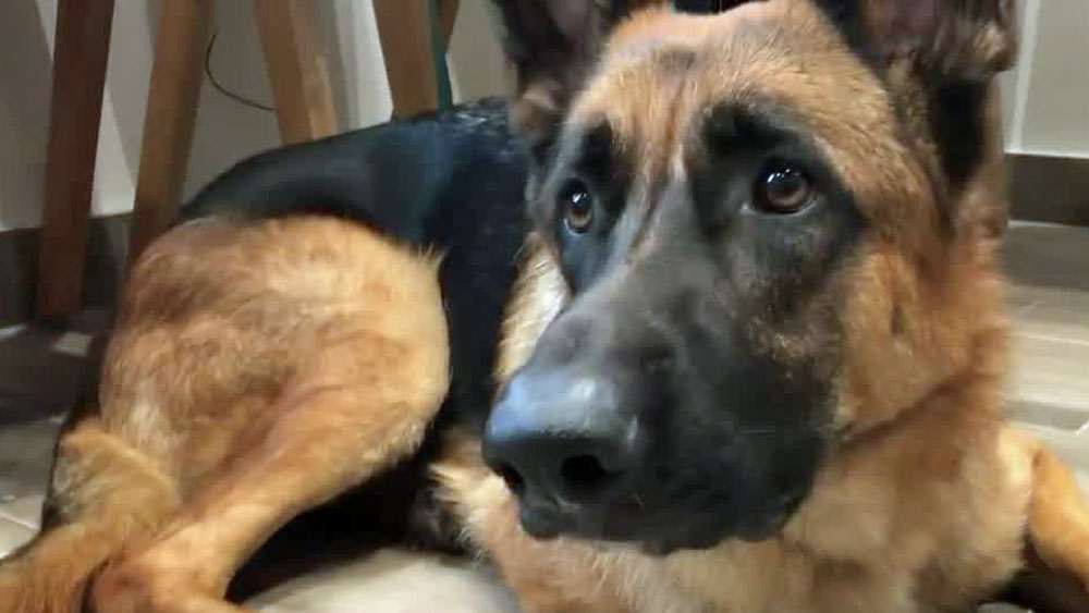 German shepherd (file photo)