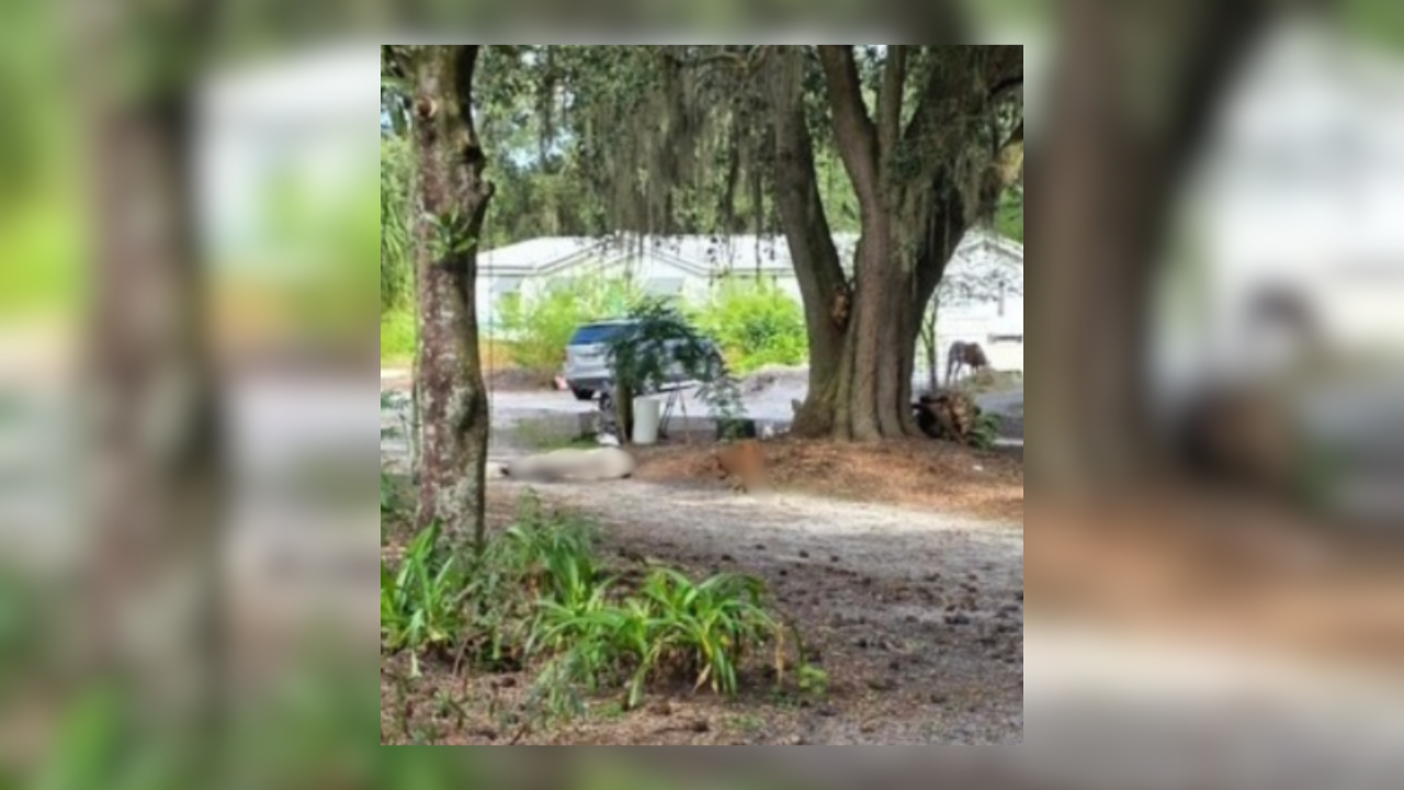 Winter Haven woman charged after dead donkey, cats found on property: PCSO