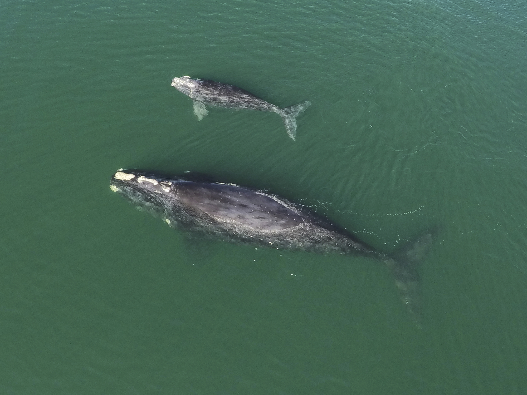 Right Whales-ap image