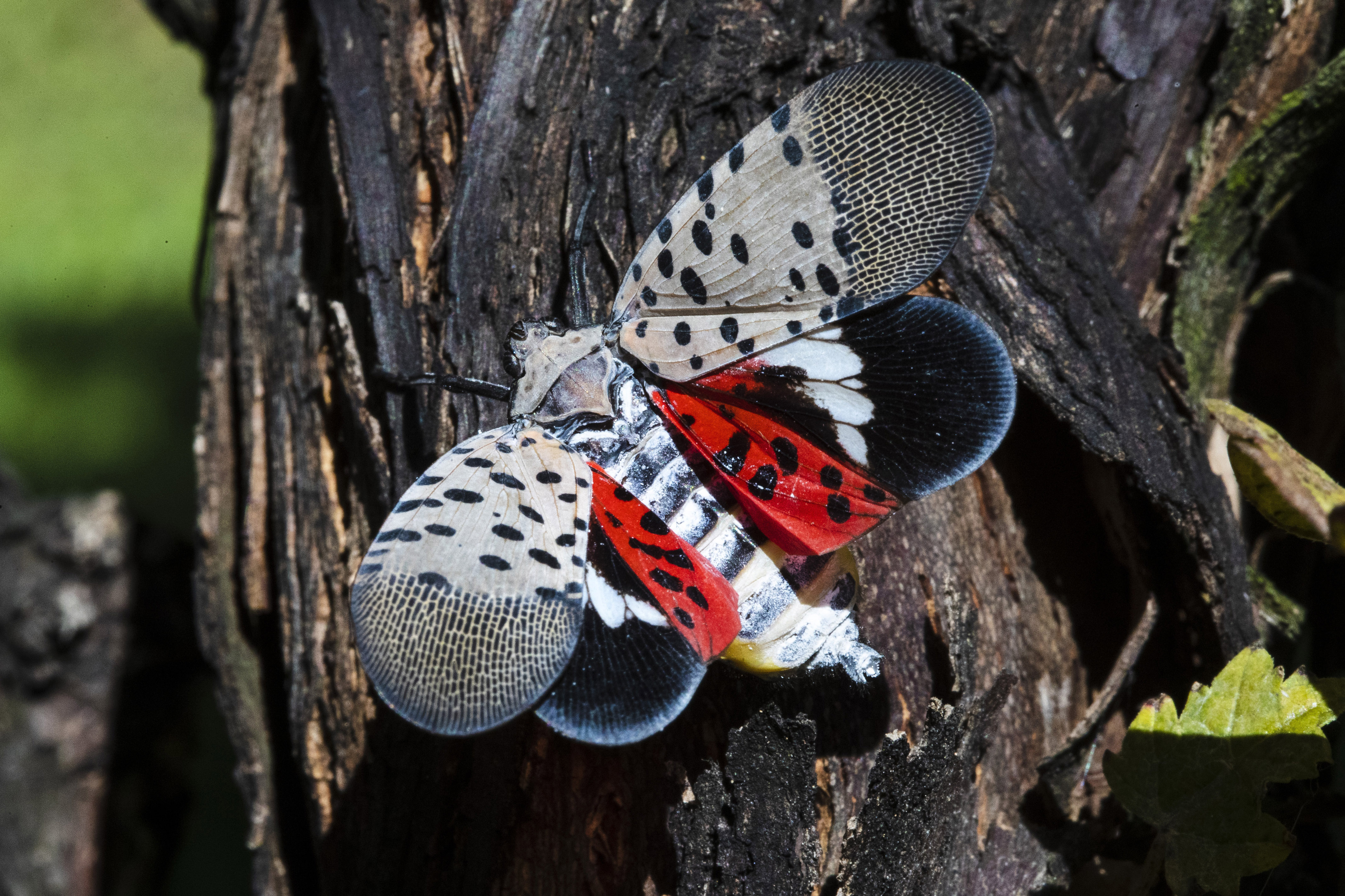 Dept. of Agriculture warn's this insect could be detrimental to Ohio's wine industry