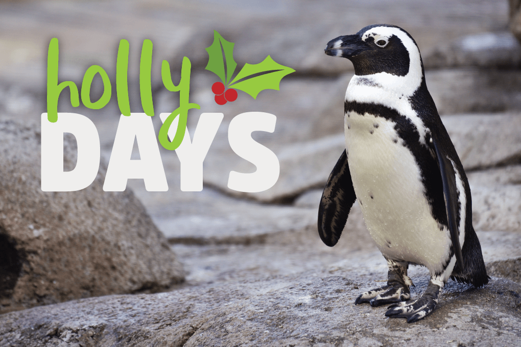 Image for the new Holly-Days event series