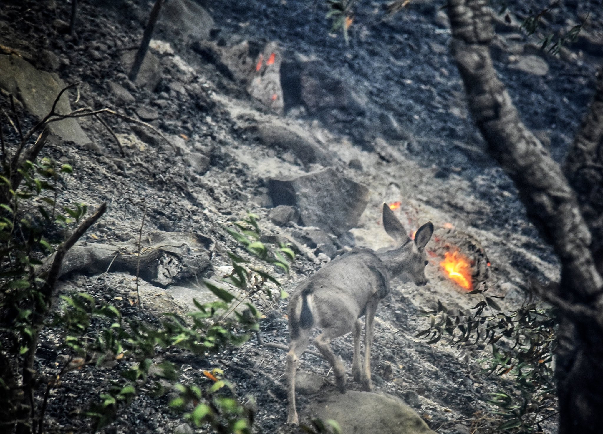 alisal fire deer mike eliason.jfif